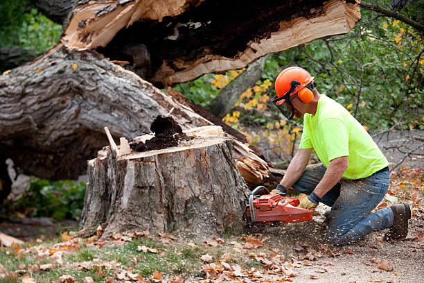 Best Emergency Storm Tree Removal  in Bath, PA